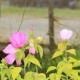 HIBISCUS moscheutos subsp. palustris