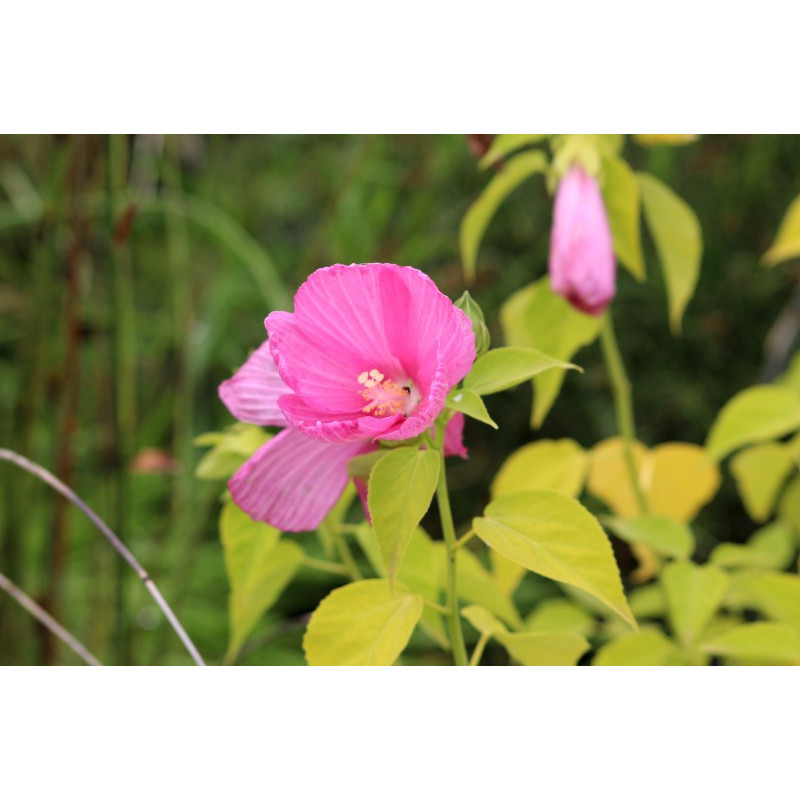 HIBISCUS moscheutos subsp. palustris HIBISCUS moscheutos subsp. palustris