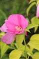 HIBISCUS moscheutos subsp. palustris