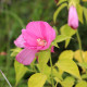 HIBISCUS moscheutos subsp. palustris