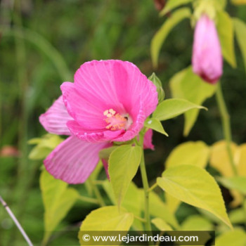 HIBISCUS moscheutos subsp. palustris