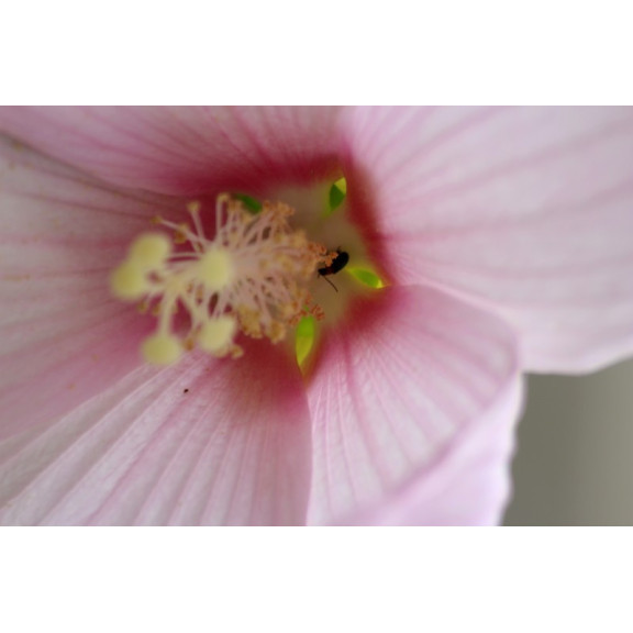 HIBISCUS moscheutos subsp. palustris