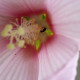 HIBISCUS moscheutos subsp. palustris