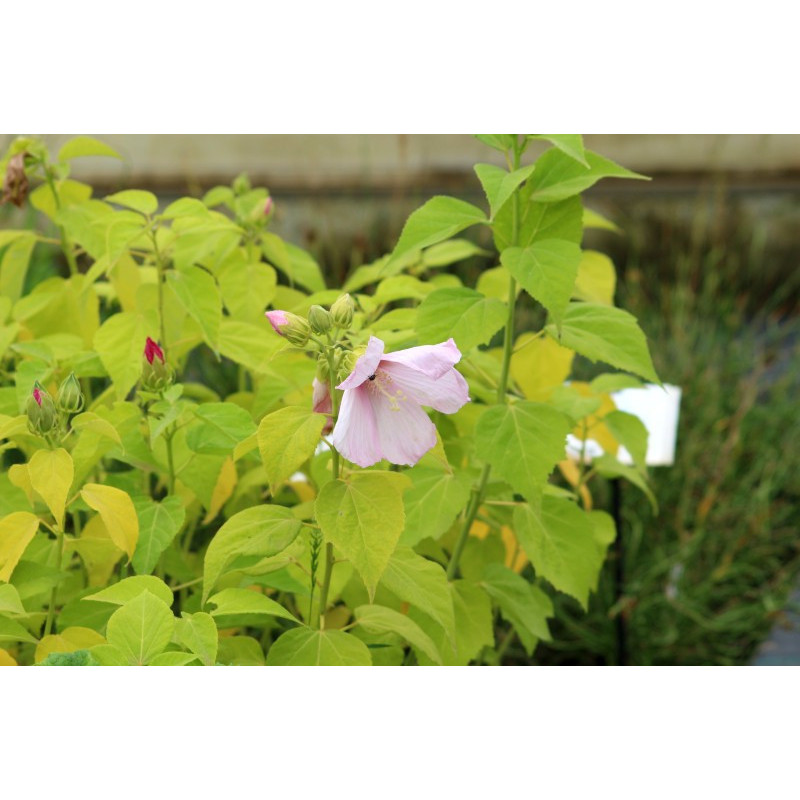 HIBISCUS moscheutos subsp. palustris HIBISCUS moscheutos subsp. palustris