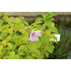 HIBISCUS moscheutos subsp. palustris HIBISCUS moscheutos subsp. palustris