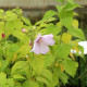 HIBISCUS moscheutos subsp. palustris