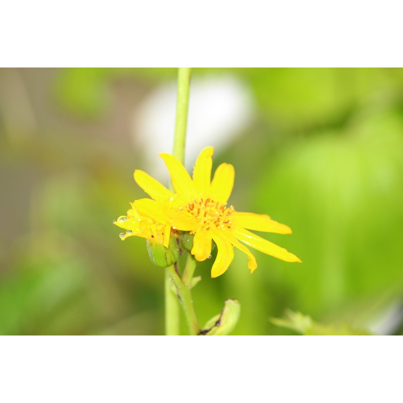 LIGULARIA x palmatiloba
