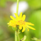 LIGULARIA x palmatiloba