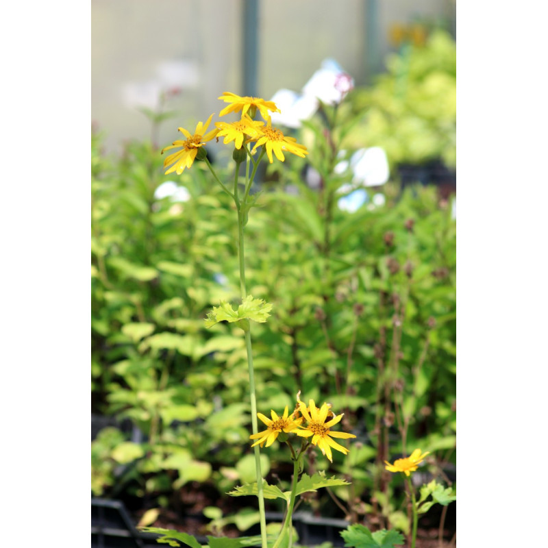 LIGULARIA x palmatiloba
