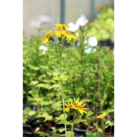 LIGULARIA x palmatiloba
