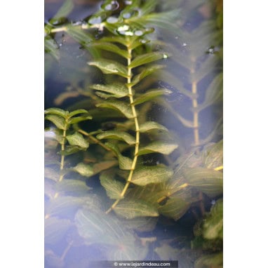 POTAMOGETON lucens - Potamot luisant