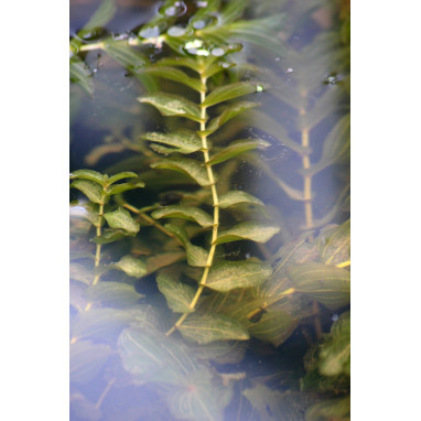 POTAMOGETON lucens