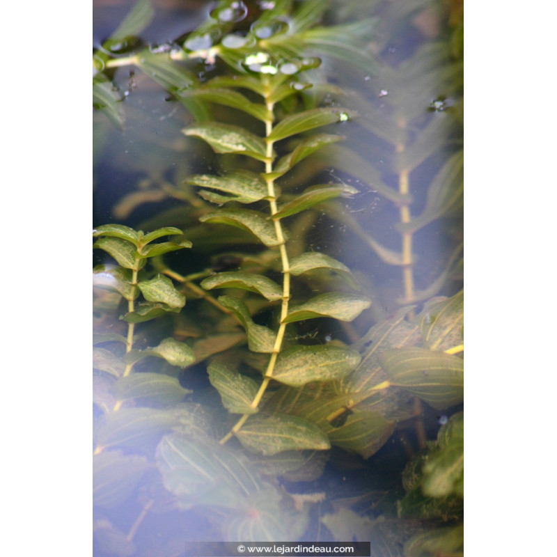 POTAMOGETON lucens POTAMOGETON lucens