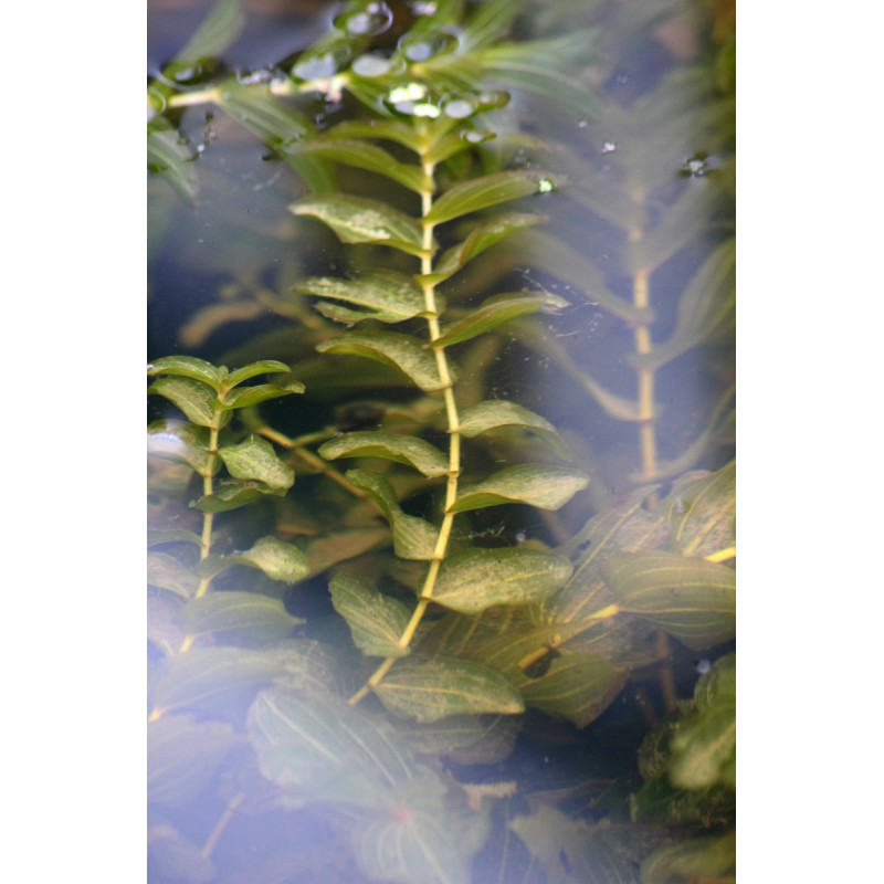 POTAMOGETON lucens
