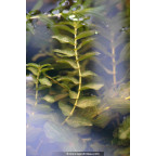 POTAMOGETON lucens POTAMOGETON lucens