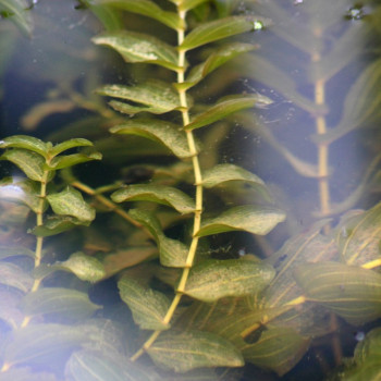 POTAMOGETON lucens