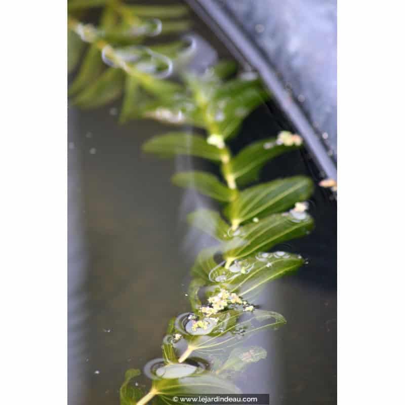 POTAMOGETON lucens POTAMOGETON lucens