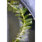 POTAMOGETON lucens POTAMOGETON lucens
