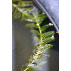 POTAMOGETON lucens