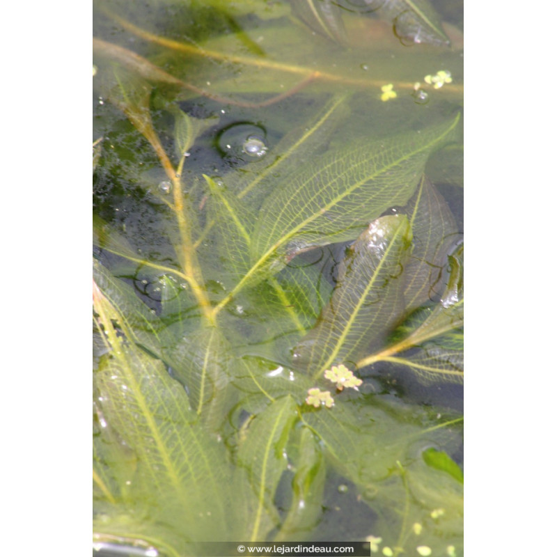 POTAMOGETON lucens POTAMOGETON lucens