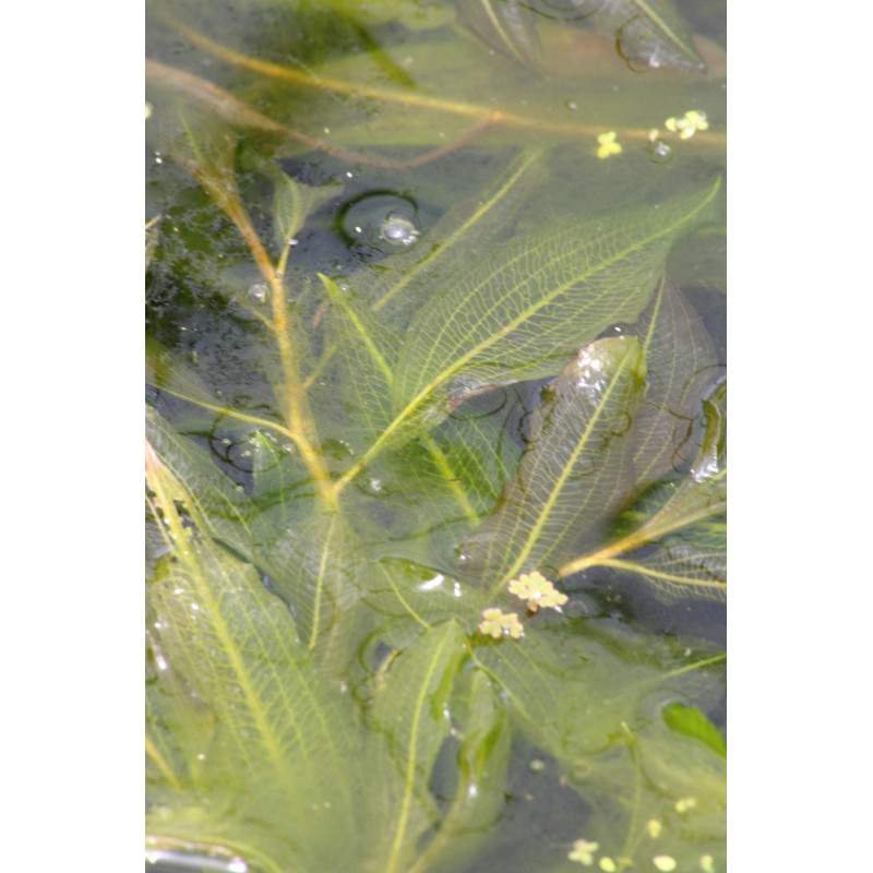 POTAMOGETON lucens