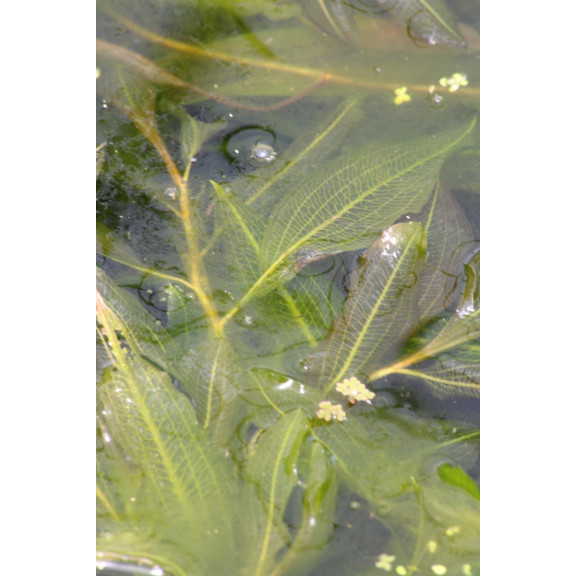 POTAMOGETON lucens