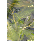 POTAMOGETON lucens POTAMOGETON lucens
