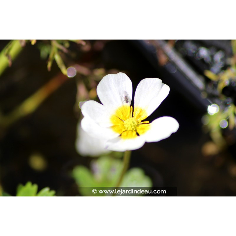 RANUNCULUS aquatilis RANUNCULUS aquatilis