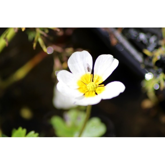 RANUNCULUS aquatilis