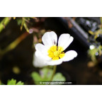 RANUNCULUS aquatilis RANUNCULUS aquatilis