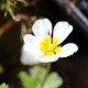 RANUNCULUS aquatilis