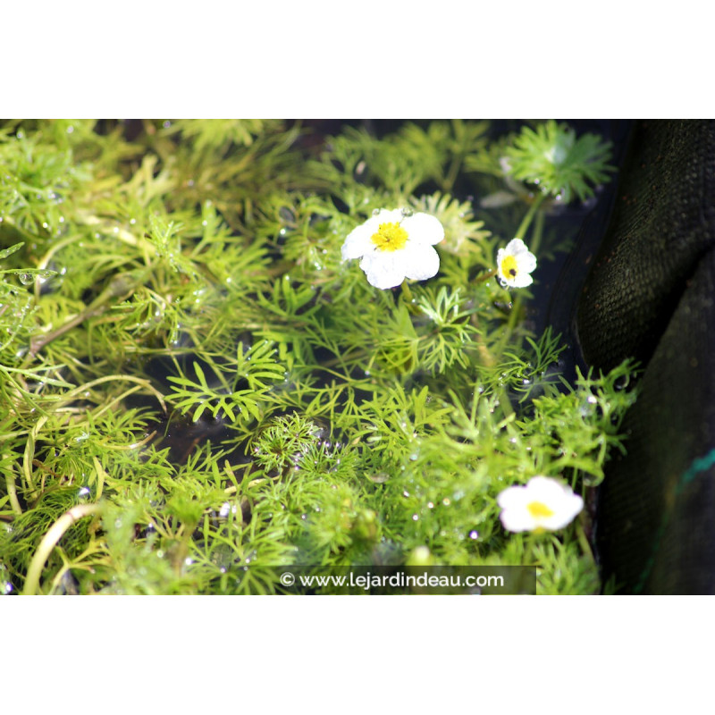 RANUNCULUS aquatilis RANUNCULUS aquatilis