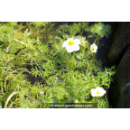 RANUNCULUS aquatilis RANUNCULUS aquatilis
