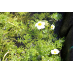 RANUNCULUS aquatilis