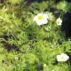 RANUNCULUS aquatilis