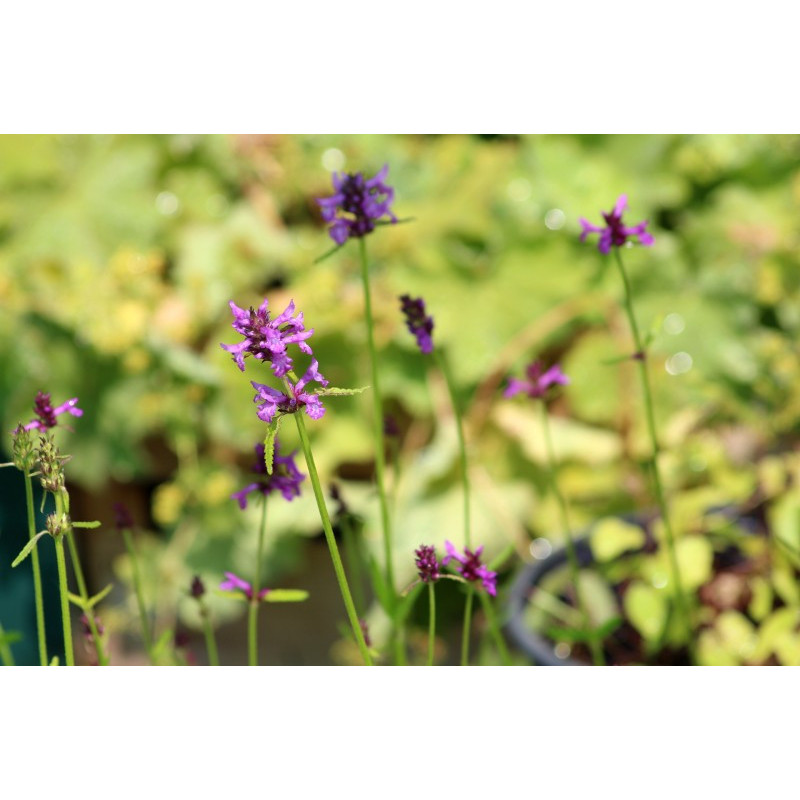 STACHYS macrantha 'Rosea'