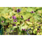 STACHYS macrantha 'Rosea'
