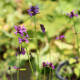 STACHYS macrantha 'Rosea'