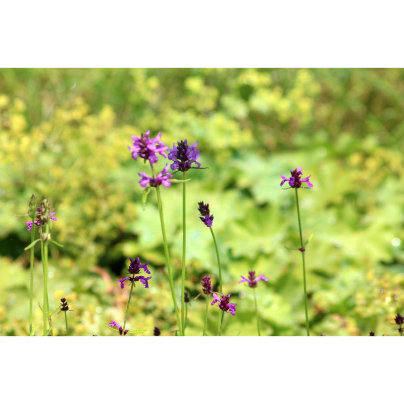 STACHYS macrantha 'Rosea'