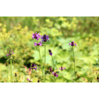 STACHYS macrantha 'Rosea'