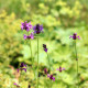 STACHYS macrantha 'Rosea'