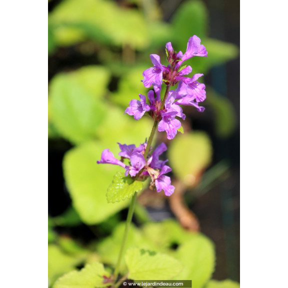 STACHYS macrantha 'Superba'