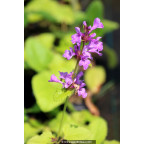 STACHYS macrantha 'Superba' STACHYS macrantha 'Superba'