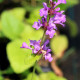 STACHYS macrantha 'Superba'