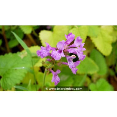 STACHYS macrantha \'Superba\'