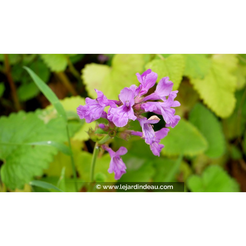 STACHYS macrantha 'Superba' STACHYS macrantha 'Superba'