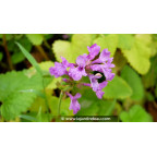 STACHYS macrantha 'Superba' STACHYS macrantha 'Superba'