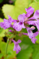 STACHYS macrantha 'Superba'
