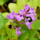 STACHYS macrantha 'Superba'