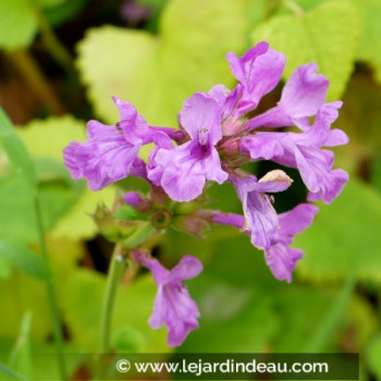 STACHYS macrantha &#039;Superba&#039;